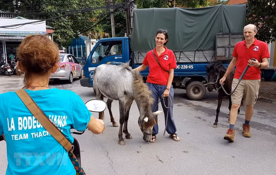  Les chevaux ont été amenés au marché par un camion. 