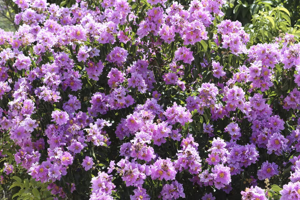 Après la pleine floraison, les fleurs de myrte de crêpe commencent à s'estomper et finissent par tomber de leurs branches. Photo: VNA