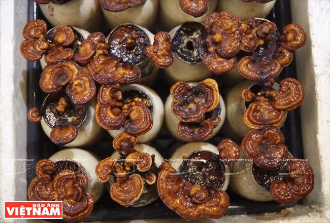 Des champignons linh chi emballés.