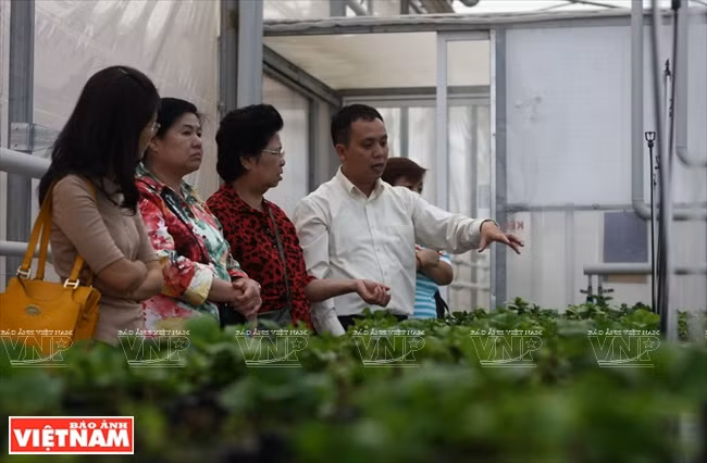 Serre de pépinières in vitro de la société Rung hoa Da Lat.