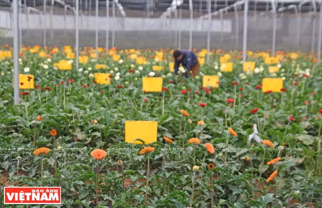 Une nouvelle variété de fleurs est plantée à titre expérimental à une société in vitro à Da Lat.