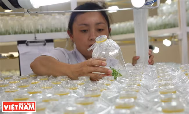 Contrôle de la croissance des pépinières dans les bouteilles.