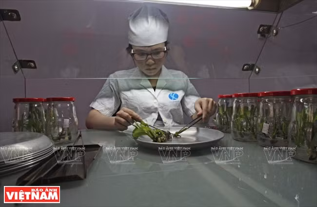 Un processus de la technique in vitro dans le Jardin de pépinières PH (quartier 11, ville de Da Lat).