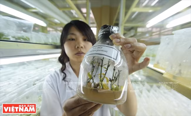 Les feuilles de Bep, légumme considérée comme spécialité culinaire de Lâm Dông ont été propagées par la technique in vitro.