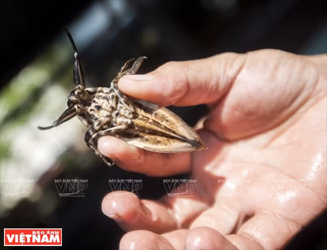 Le cà cuông est un insecte rare recherché pour son essence parfumée.