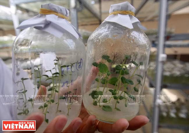 Pommier de terre propagé par la technique in vitro.