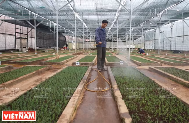 Soin pour les pépinières in vitro après la plantation dans la serre.