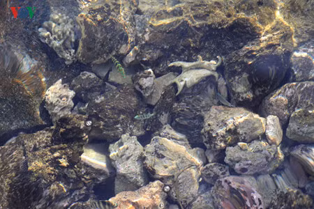L’eau est si limpide qu’on peut voir les poissons nager.