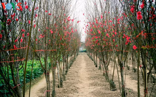 C’est splendide! Les pêchers sont en fleurs à Nhat Tan malgré le froid.