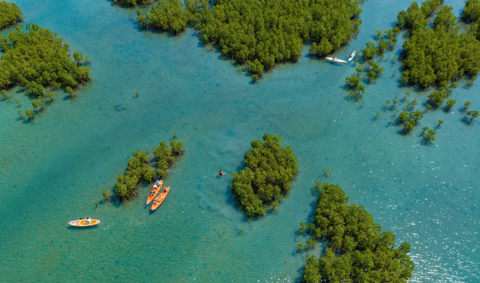 La mangrove de Dâm Bây est une destination appréciée de nombreux touristes, en raison de sa beauté sauvage.