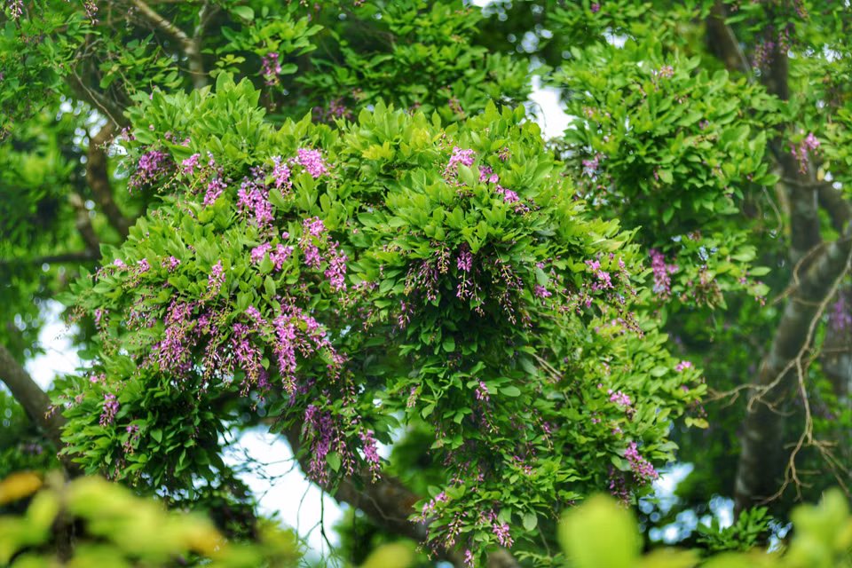 En avril, la péninsule de Son Tra est en pleine floraison avec des fleurs indigènes.