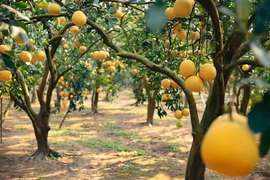Le pamplemousse de Dien est une spécialité fruitière de Hanoï. Avec son parfum et son goût uniques, ce fruit est un cadeau significatif pour le Têt.