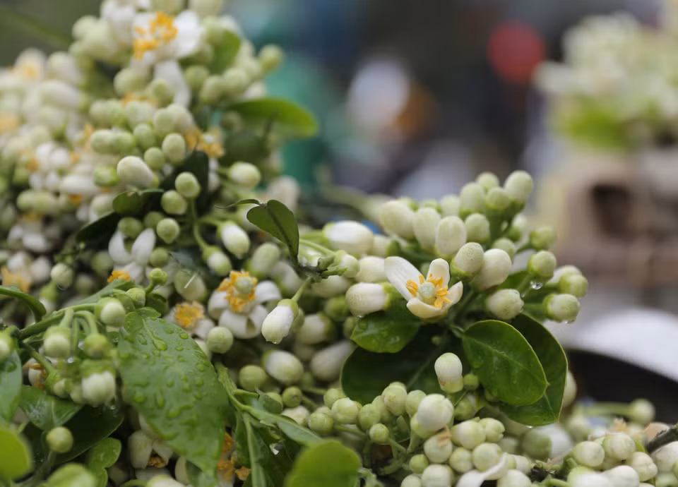 La saison des fleurs de pamplemousse ne dure qu’environ un mois. De nombreux Hanoïens en profitent pour ramener à la maison des fleurs de pamplemousse d’une belle blancheur avec un parfum doux et pénétrant.