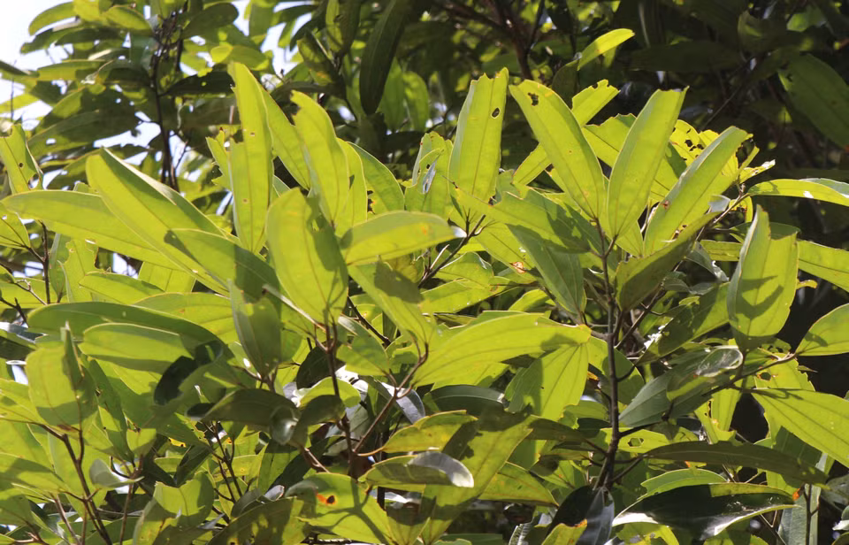 Les feuilles de cannelle ont de nombreuses utilisations médicinales. Photo: VNA
