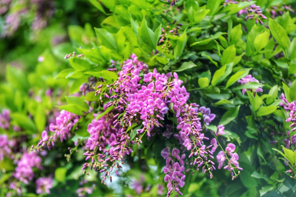 En avril, la péninsule de Son Tra est en pleine floraison avec des fleurs indigènes.