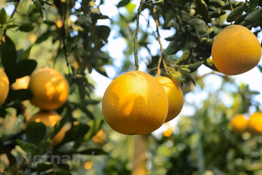 Le pamplemousse Dien porte des fruits au cours des deux derniers mois du calendrier lunaire, c'est aussi le moment du Têt traditionnel. C'est pourquoi de nombreux habitants de Hanoï et des environs se rendent au village de Dien pour en acheter.