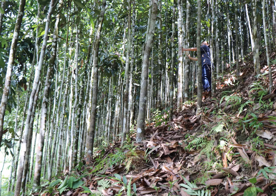 Le district de Tra Bong possède actuellement 5.200 ha de cannelle, avec un rendement annuel d'environ 1.600 à 2.000 tonnes. Photo: VNA