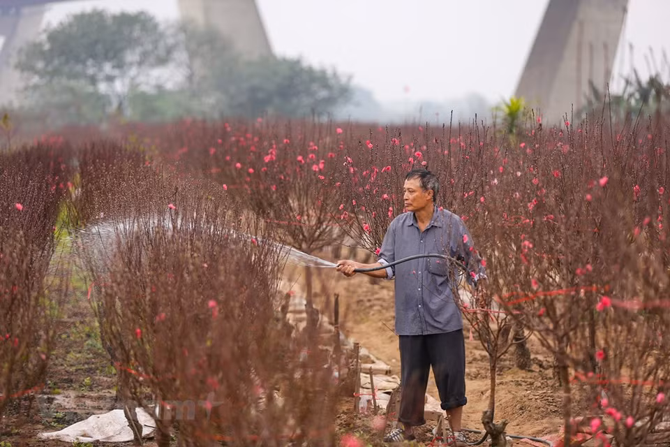 Après avoir acheté une belle branche, la sélection d’un pot pour la planter n'est pas aussi simple qu'on le pense. Avec une branche considérée comme belle et colorée, elle peut devenir plus éclatante dans un pot en céramique ou en bronze, alors que dans un vase de cristal, plus beau et plus coûteux, elle sera moins belle. Les fleurs de pêchers sont des âmes, des cadeaux que la nature nous offre pour parer la vie. Pour les gens au Nord du pays, sans fleurs de pêchers, les jours du Têt n'ont plus de son sens. Elles symbolisent la vitalité et le courage. Photo: Vietnam+