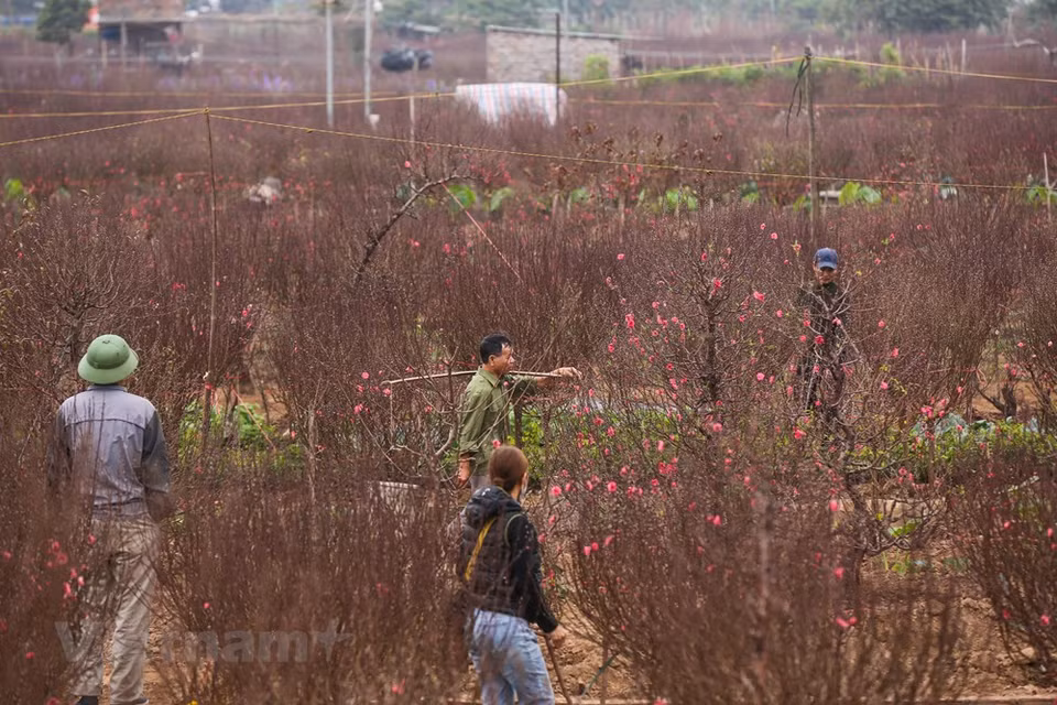 Depuis toujours, les fleurs de pêcher cultivés dans le village de Nhât Tân, à Hanoï, sont réputées pour leur beauté et leur couleur, vive et originale. Pour de nombreuses familles hanoïennes, elles constituent un ornement indispensable à l’occasion du Têt. Annonciateur du printemps, le pêcher est un arbre incontournable pour le Nouvel An lunaire. Avec l’arrivée du printemps revient le soleil. La présence du pêcher dans la maison signifie celle du ying qui balaie le froid de l’hiver et réchauffe l’univers. Il y a plusieurs variétés de pêchers traditionnels comme des pêchers "bich" (couleur rose foncé) et "phai" (couleur rose pâle), le pêcher thât thôn , mais également beaucoup d’autres variétés comme les vieux pêchers et les pêchers forestiers. Photo: Vietnam+