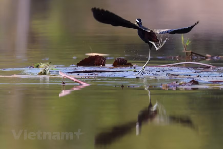 Photo: VietnamPlus