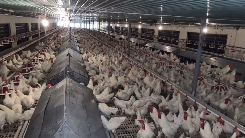 Dans un élevage d'une race de poulet française au Vietnam.