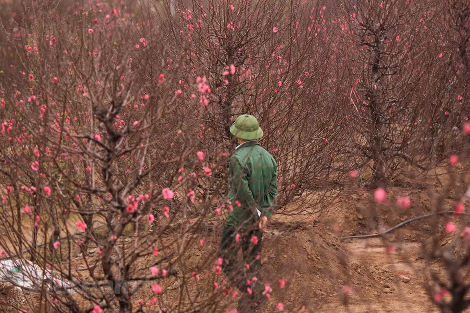 Il y a plusieurs variétés de pêchers traditionnels comme des pêchers "bich" (couleur rose foncé) et "phai" (couleur rose pâle), le pêcher thât thôn… Parmi les diverses variétés de pêcher, celle de thât thôn est l’une des plus réputées. Cultivée depuis des siècles, cette plante dispose d’une beauté toujours aussi captivante. Le pêcher thât thôn, aux fleurs roses foncées charmantes, détient une grande réputation auprès des Hanoïens. D'une grande valeur, il était dédié aux rois dans les temps anciens. Sa culture et son entretien nécessitent en effet des soins méticuleux qui se rapprochent de l'artisanat. Le nom "thât thôn" se compose de deux mots "thât" (sept) et "thôn" (une unité de longueur, équivalente à 2,26 cm). Photo: Vietnam+
