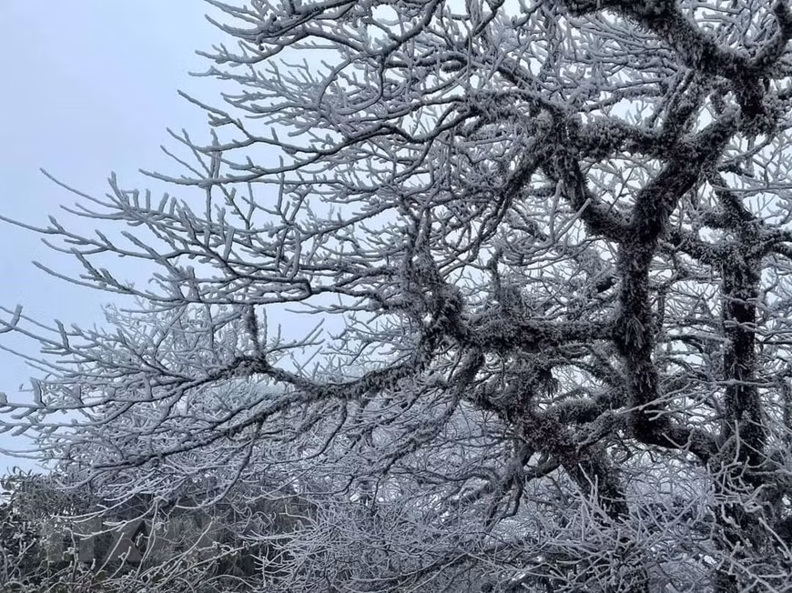 Branches d'arbres couvertes de glace au sommet de la montagne Phia Oac.