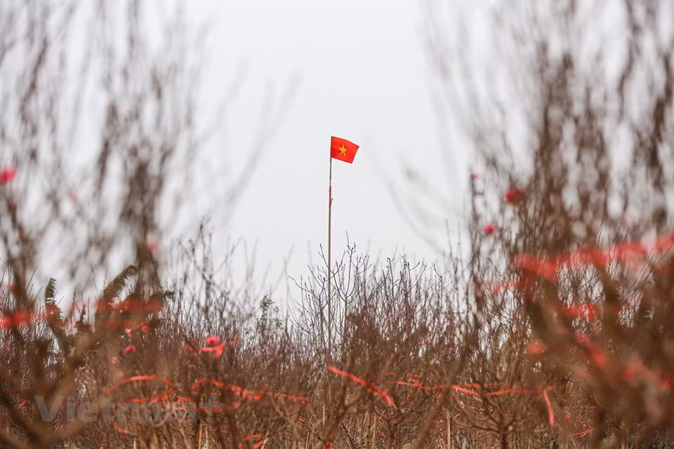 Durant ces jours, les marchés regorgent de fleurs et de plantes de toutes sortes, à commencer par les fleurs symboliques du Têt selon la tradition vietnamienne comme celles du pêcher, du prunier, du kumquat, du chrysanthème... A Hanoi, certains marchés aux fleurs ont une longue réputation, comme ceux de Nghi Tàm, Nhât Tân, Quang Ba, Tây Tuu et Hàng Luoc. Autrefois, ces marchés proposaient essentiellement des fleurs et des plantes d’agréments traditionnelles telles que chrysanthème, œillet, fleurs de pêcher, glaïeul, gerbera et kumquat... Aujourd'hui, ils offrent une large variété d’espèces et de variétés avec orchidées, poinsettias, anthuriums, népenthès, pêcher rouge, abricotiers rouge et blanc... Ces plantes sont cultivées dans les villages floricoles avoisinants Hanoï, mais aussi dans d’autres provinces du pays. Photo: Vietnam+