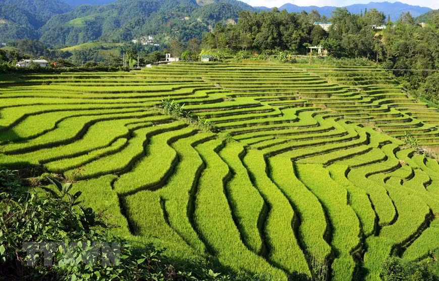 Au soleil de l'après-midi, des champs en terrasses apparaissent au milieu des montagnes et des forêts à l'éclat doré, faisant une impression sur tous les visiteurs. Photo: VNA