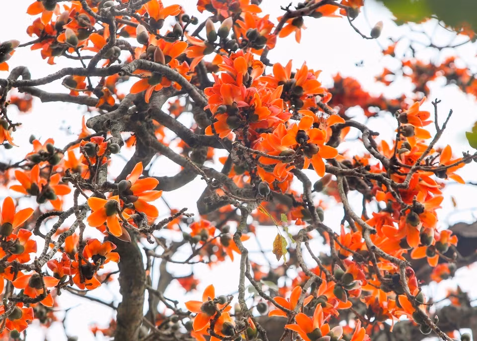 L'arbre est originaire d'Inde, bien qu'on puisse maintenant le voir pousser dans de nombreuses villes et provinces du Nord du Vietnam. Photo: VNA