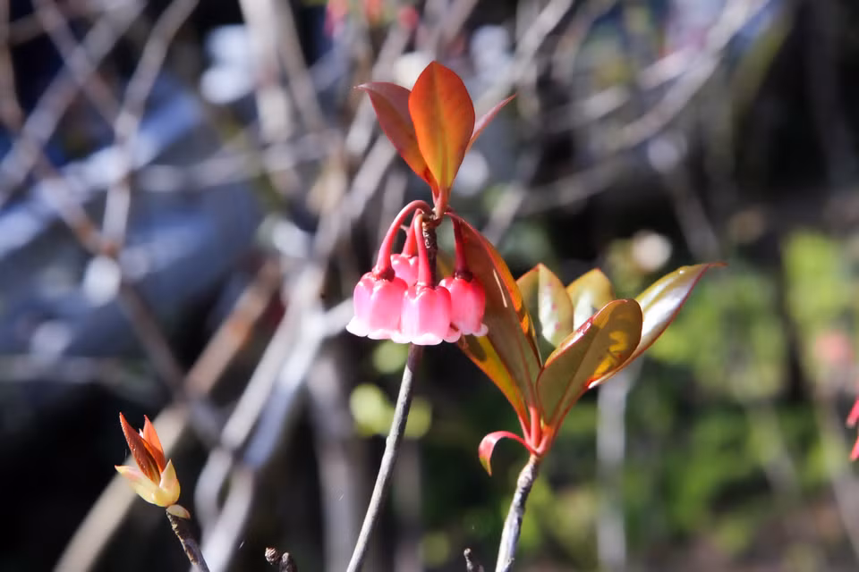 La fleur porte le nom "Hoa đào chuông", littéralement "fleurs de pêcher en forme de cloche" car ses pétales ressemblent à des cloches roses suspendues aux branches d'un arbre. Photo: VNA