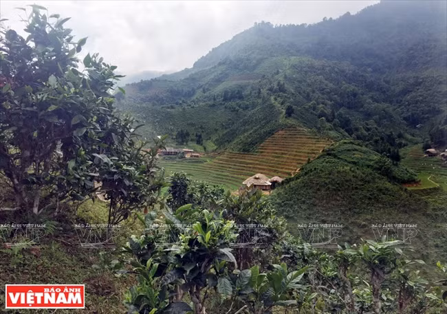 Une colline de théiers à Ban Lien, province de Bac Hà, Lao Caï.