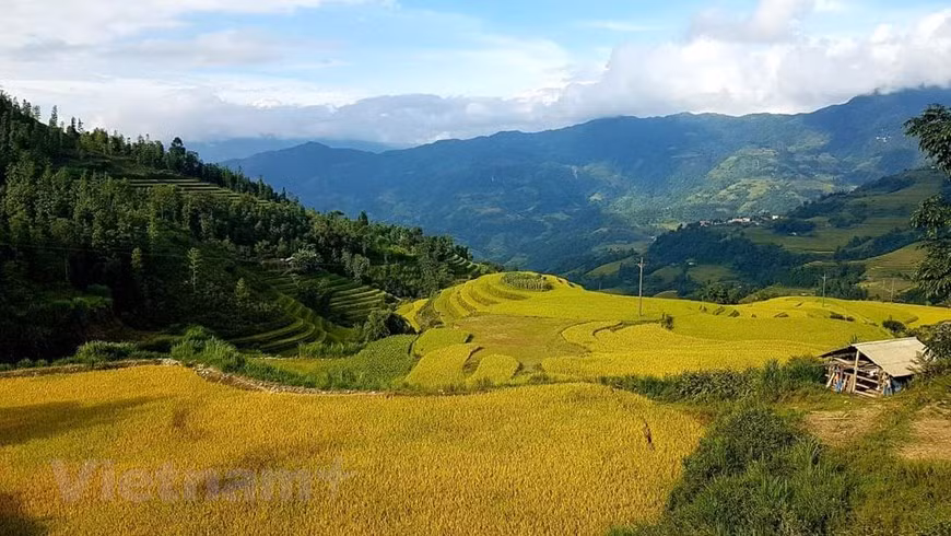 L'automne est le moment où le riz commence à mûrir, créant une vue étonnante de cultures mûres peignant toute la zone dans des tons de vert et de jaune. Photo: VNA