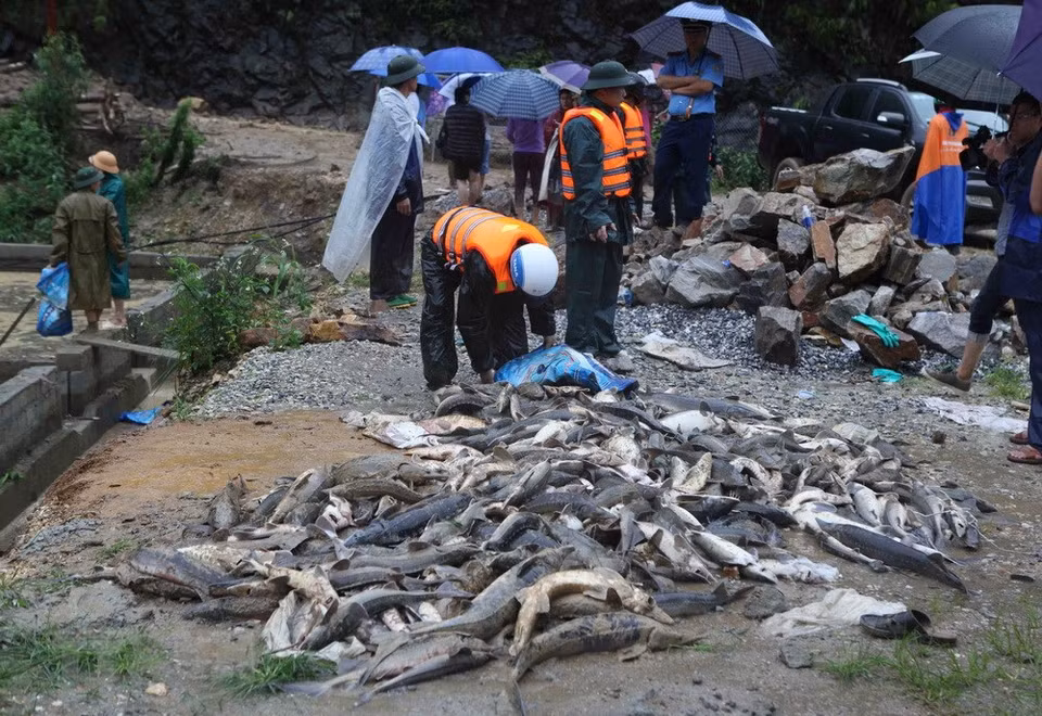  Un petit nombre d'esturgeons des éleveurs du village de Chu Va 12, commune de Son Binh, district de Tam Duong, ont survécu aux crues. 