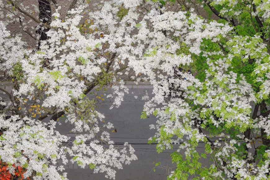 La couleur blanche pure incomparable apporte une beauté tout à fait unique à cette fleur de la capitale, captivant chaque personne en se souvenant de Hanoï. Les arbres "sua" à Hanoï ne sont pas plantés sur le long de toute la route, mais chaque fois que leurs fleurs s'épanouissent, il est facile de les voir de loin. La couleur caractéristique des fleurs rend cet arbre très remarquable. Il n'est pas aisé de pouvoir admirer les fleurs blanches de l'arbre "sua", car elles s'épanouissent seulement pendant quelques semaines au printemps, soit du mois de février à celui de mars. Les arbres "sua" constituent une partie intégrante de la beauté gracieuse de Hanoï. Photo : Minh Son/Vietnam+