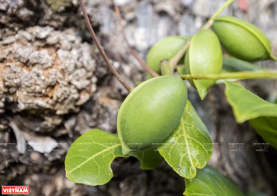 En juin et juillet, les fruits du badamier commencent à mûrir. Photo: VNP 