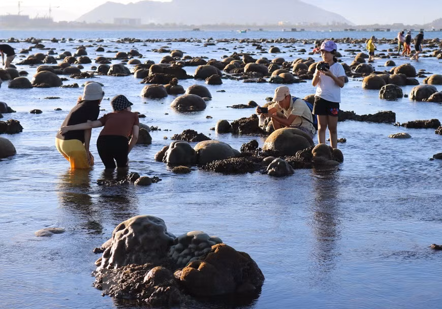 Les coraux flottants à la plage de Dông Hai, ville de Phan Rang - Thap Cham, province de Ninh Thuân (Centre), appréciés par des touristes. Photo: VNA 