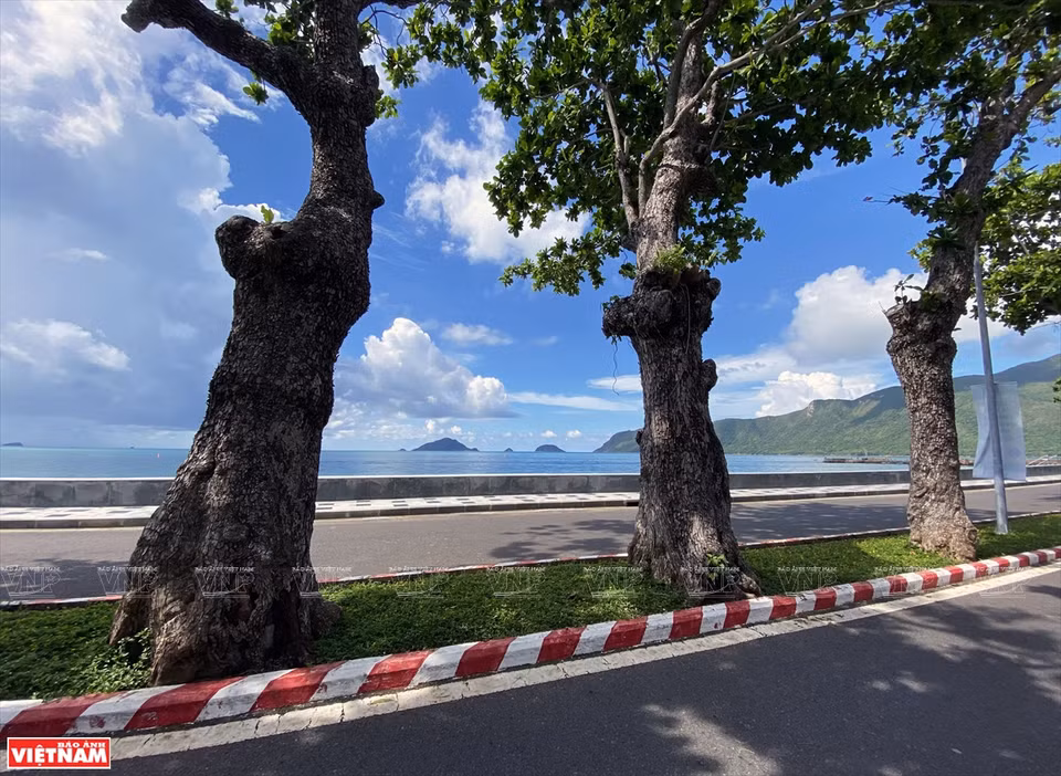 Des badamiers dans la rue de Tôn Duc Thang, du bourg de Côn Son, du district de Côn Dao. Photo: VNP 