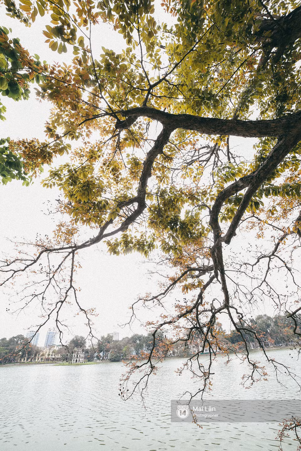 Hanoï est entré dans la saison des arbres à feuilles caduques.