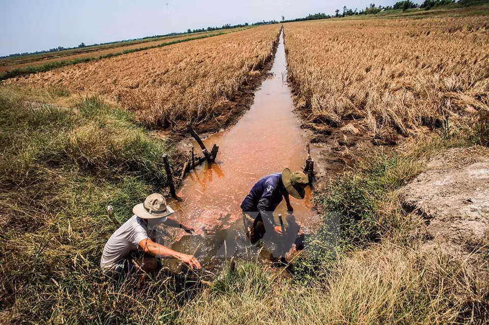 L'eau des canaux d’​irrigation ​de la commune de Hung Yên, district d’An Biên, est fortement salinisée.