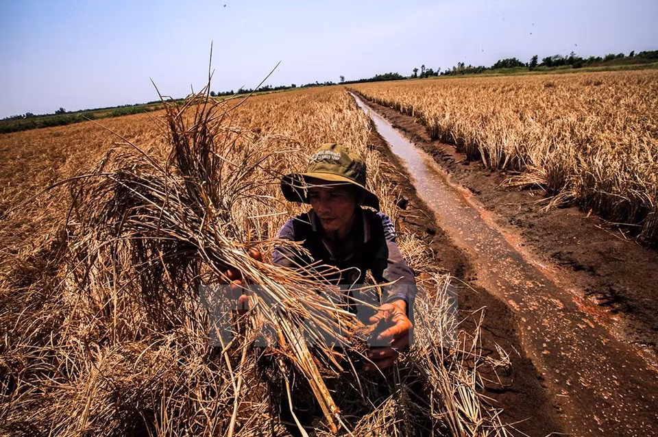 Un agriculteur ​de la commune de Dông Yên, district d’An Biên, abassourdi par le spectacle qui se déroule devant ses yeux. 