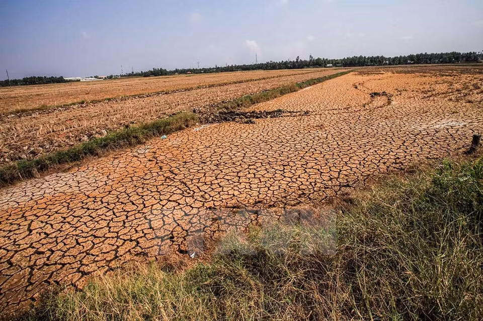 De nombreuses rizières du district d’An Biên et plus largement du delta du Mékong sont dévastées.