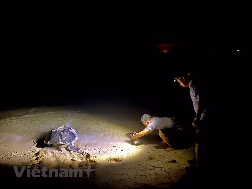 Les tortues marines sont en voie de disparition à l'échelle mondiale. Aujourd'hui, de nombreux pays de par le monde, notamment en Asie du Sud-Est, s'intéressent à leur sort et cherchent à les préserver. C'est le cas du Vietnam. Le Parc national de Côn Dao, dans la province méridionale de Bà Ria-Vung Tàu, dénombre 14 plages s'étendant sur des dizaines de milliers de mètres carrés. C'est plus particulièrement sur l'îlot de Bay Canh que des tortues marines viennent pondre. La plage de l'île de Bay Canh est strictement protégée à des fins de recherche sur la préservation et le développement de la biodiversité maritime. Photo: VietnamPlus