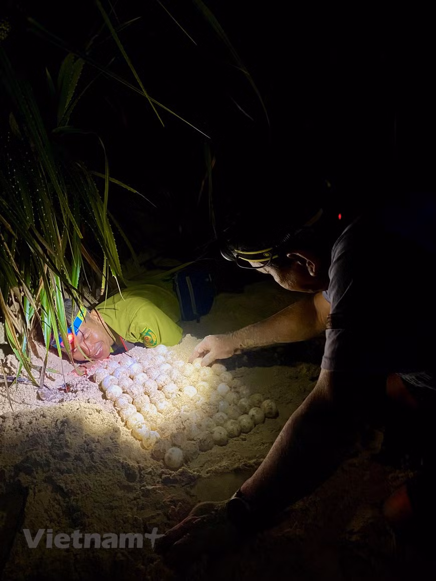 C'est entre juillet et septembre que l'on peut assister à la ponte des tortues sur les plages de l'archipel. Les îlots du Parc national de Côn Dao comptent des stations de conservation des tortues marines : Tre Lon, Tài, Bay Canh, Cau, avec 16 plages de ponte au total. Pendant la saison de reproduction, sur l'une de ces plages, il est possible d'observer la nuit la ponte des tortues et le travail des professionnels du parc : protection des zones de ponte, déplacement des œufs vers des écloseries, lâchage des petites tortues en mer, ou encore pose de balises sur les femelles. Photo: VietnamPlus