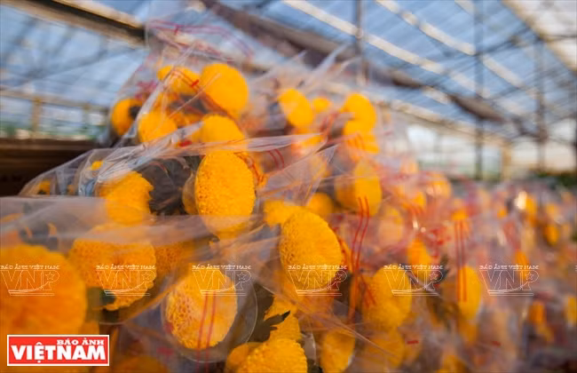 À l'heure actuelle, les fleurs et légumes de Da Lat sont consommées dans la plupart des provinces et villes du pays et sont exportées vers le Japon, Taïwan, la Thaïlande, Singapour et la Malaisie...