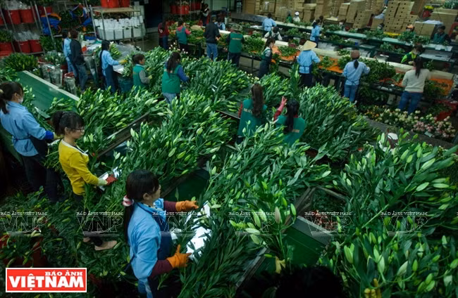 Traitement des pieds de Lys à Dalat Hasfarm. 