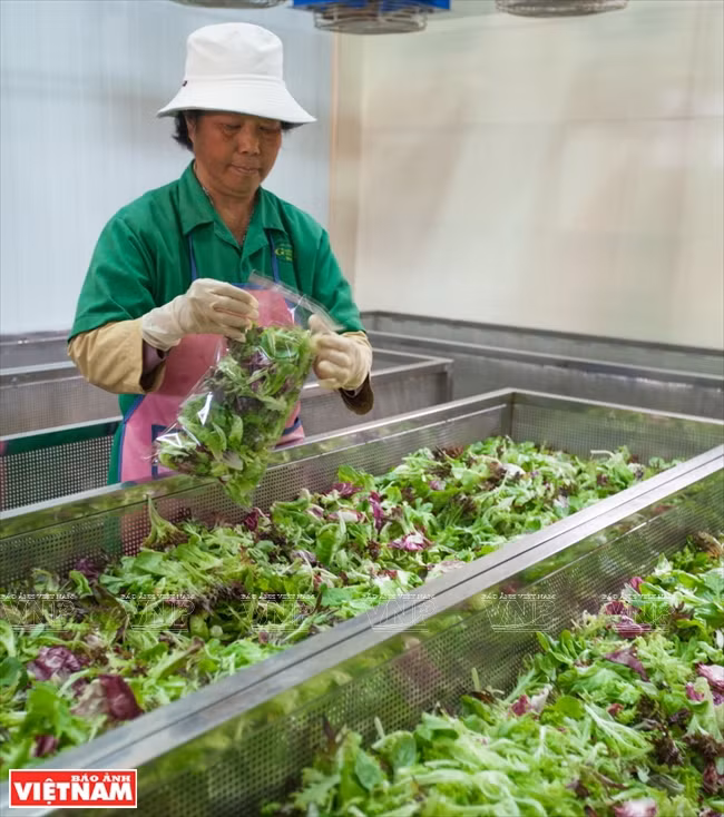 Système de stérilisation de légumes avant l’emballage à Dalat Hasfarm.