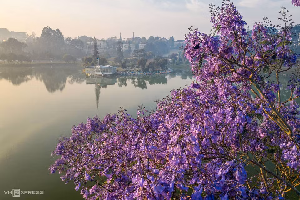 Les flamboyants violets fleurissent le long des rives du lac Xuan Huong, un symbole de Da Lat, situé dans le centre-ville.
