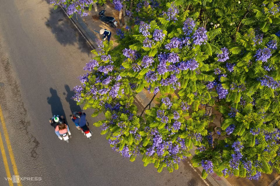 Les premiers flamboyants violets ont été plantés en 1962 par le feu ingénieur Luong Van Sau-l'un des premiers ingénieurs agronomes vietnamiens diplômé de l'Ecole d'agriculture de Versailles.