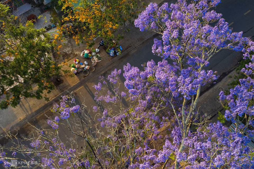 Les rues chatoyantes de fleurs violettes sont devenues une « spécialité » de Da Lat.